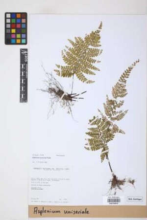 Asplenium uniseriale Raddi