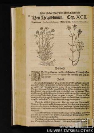 Cap. XCII. Von Negelblumen.