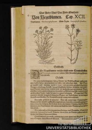 Cap. XCII. Von Negelblumen.