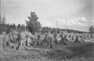Anbaufeld : Anbaufeld bei Tampere