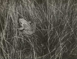 Grasfrosch (Rana temporaria L.)