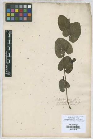 Aristolochia