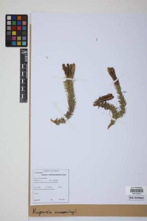 Phlegmariurus cumingii (Nessel) B. &Oslash;llg.