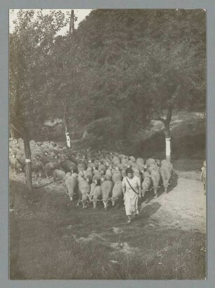 Gnandstein. Schafherde beim Austrieb