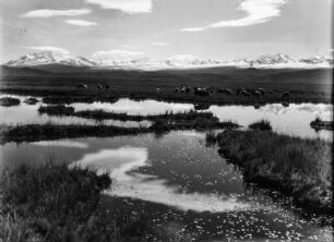 Altiplanolandschaft : Altiplanolandschaft mit der Cordillera Real im Hintergrund.