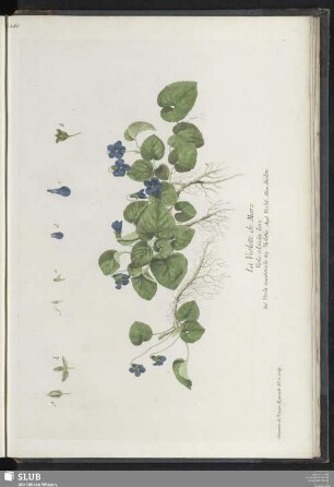 La violette de Mars