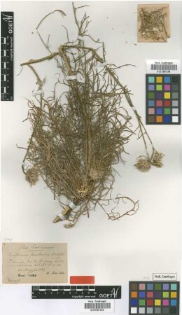 Centaurea ferulacea Martelli [type]