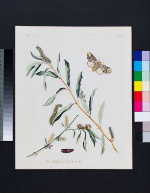 Blatt mit Raupen und Schmetterlingen