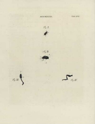 Tab. LVII.