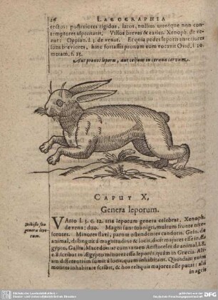 Caput X. Genera leporum.