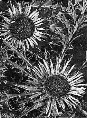 Korbblütler (Compositae, Asteraceae). Stengellose Eberwurz, Silber- oder Wetterdistel (Calina acaulis). Blühende Exemplare