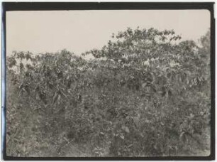 Savannengebüsch bei Buena Vista
