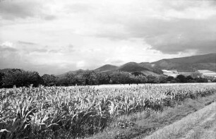 Heuweiler: Maisfeld und Kornfeld und Wolkenhimmel