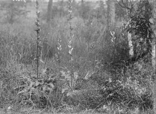 Läusekraut : Läusekraut (Pedicularis Linnaeus).
