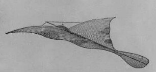 Flugapparat von Brearey, 1879 : Technikgeschichte | Fliegende Menschen | Flugzeuge | Projekte und Versuche