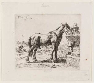Das Pferd am Brunnen
