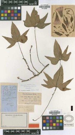 Ipomoea batatas (L.) Lam. var. Griseb. leucorrhiza[lectotype]