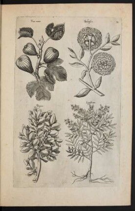 Taf. 38. [Ficus, Balaustia, Buxus und Ligustrum]