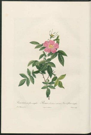 Rosa Reclinata flore subsimplici. Rosier à boutons renversés; Var. à fleurs simples. Bessin sculp.