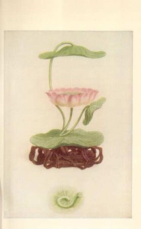 Lotus-flower lamp of Chêng-Hwa, enamelled porcelain