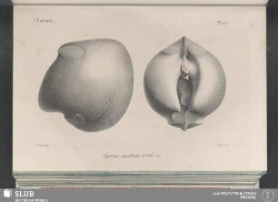 Pl. 276
