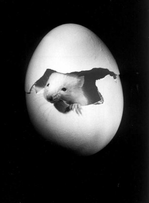 Maxi, meine weiße Maus, Ein Foto aus dem Bildband, den ich Ende der 60er Jahre mit Orchid machte. : "Maxi", die weiße Maus des Fotografen. Ein Foto aus dem Bildband, den er Ende der 60er Jahre mit Orchid machte. Die Maus schaut aus einer Eierschale