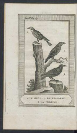 Tafel: 1. Le geai. 2. Le corbeau. 3. La corbine.