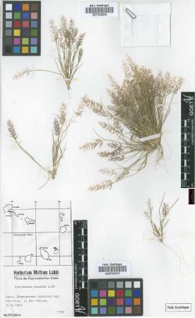 Sporobolus minutus Link