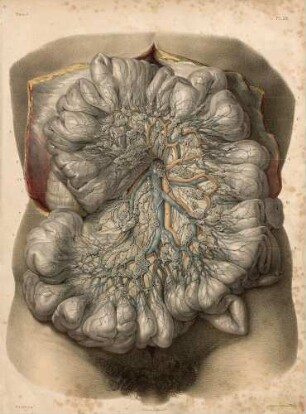 Lymphgefäße und Kapillaren im Dünndarm