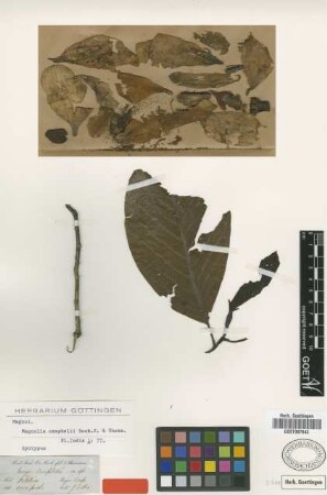 Magnolia campbellii Hook.f. & Thomson [syntype]