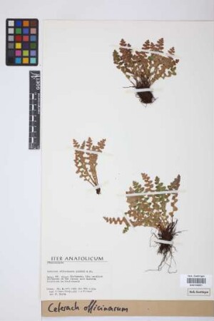 Ceterach officinarum DC.