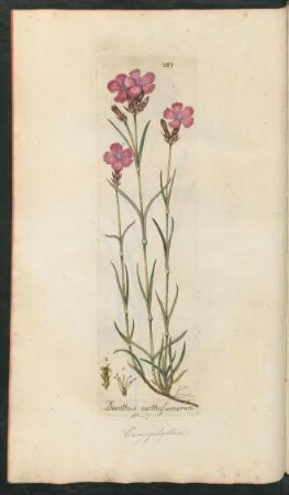 289. Dianthus carthusianorum