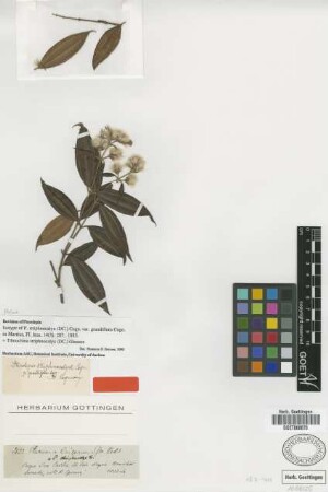 Pterolepis striphnocalyx (DC.) Cogn. var. grandifolia Cogn.