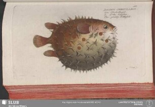 127. Diodon Orbicularis
