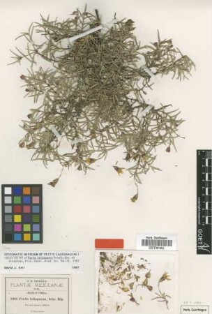 Pectis latisquama Sch.Bip. ex Greenm. [isolectotype]