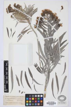 Echium leucophaeum Webb ex Sprague & Hutchinson