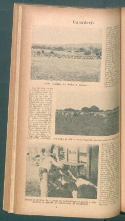 Ganadería