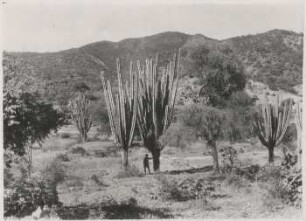 Trockenvegetation mit Carapari und Quebrachoblanco bei Huertas, Provinz Campero
