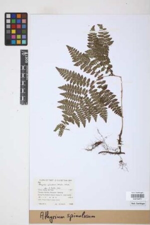 Athyrium spinulosum (Maxim.) Milde