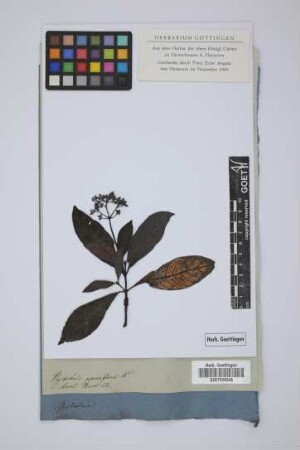 Psychotria parviflora W.