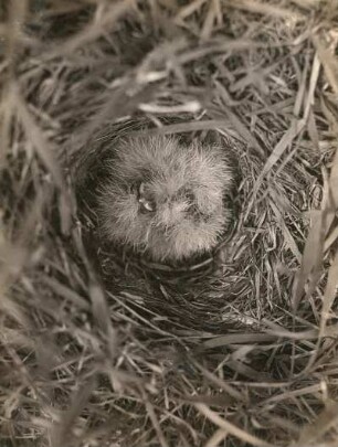 Haubenlerche (Galerida cristata). Befiederte Junge im Nest