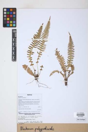 Blechnum polypodioides Raddi