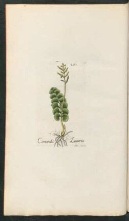 287. Osmunda lunaria