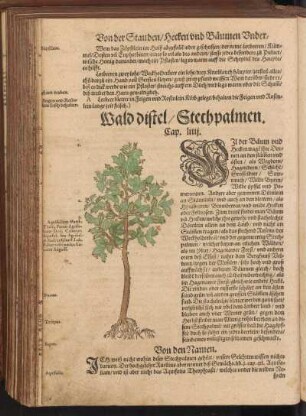 Walddistel, Stechpalmen, Cap. LIIII