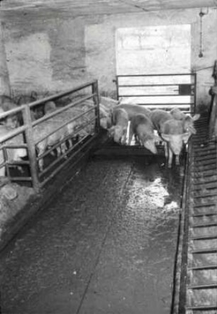Automatische Schleppschaufelentmistung - die Tiere übersteigen die Schleppschaufel