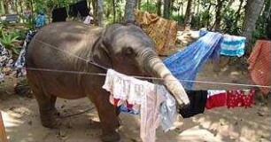 Chandani und ihr Elefant