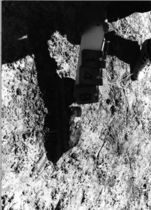 Grabstein 148 (Index: 99798038) Material: Sandstein Zustand: sehr stark verwittert Maße HxBxT: 0x0x0 cm: Grabstein 148