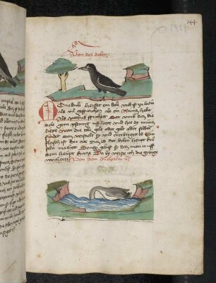 Vogel: Dole; Vogel: Taucherling; (Teil III B: Von den Vögeln)