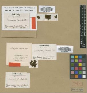 Brachyodus flexisetus Hampe [isotype]