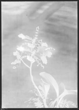 Potsdam, Park Sanssouci, Gewächshaus, Blumenausstellung 1934.